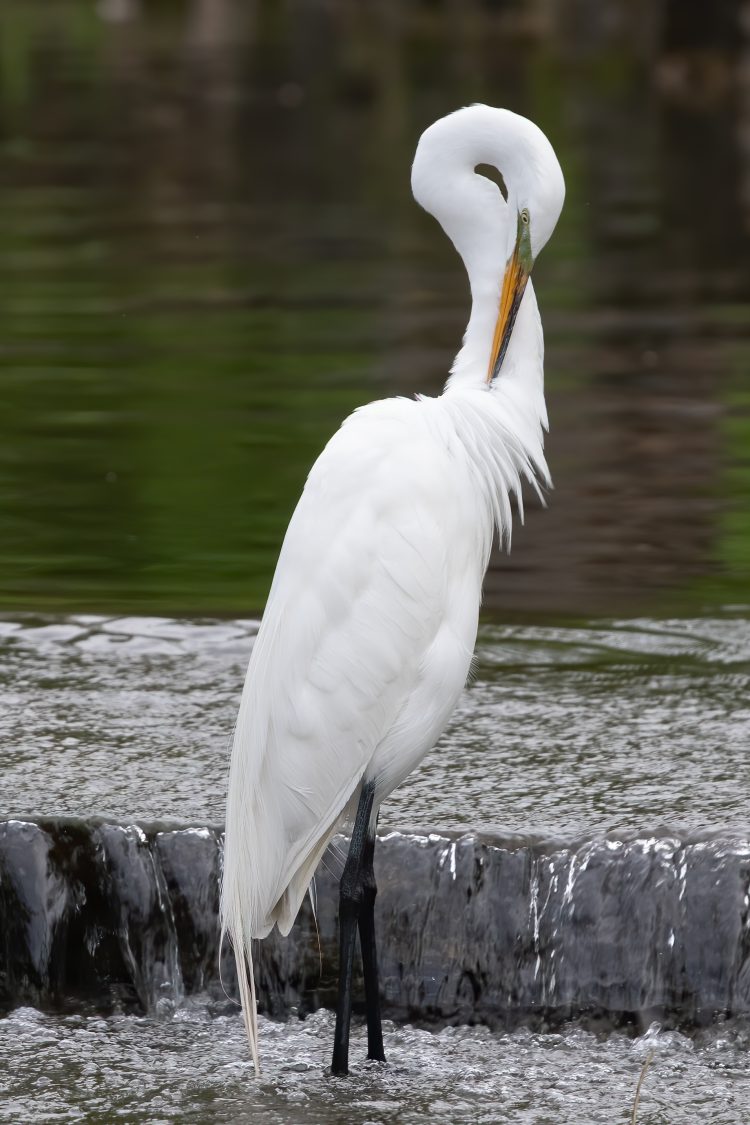 Great Egret, Forest Park