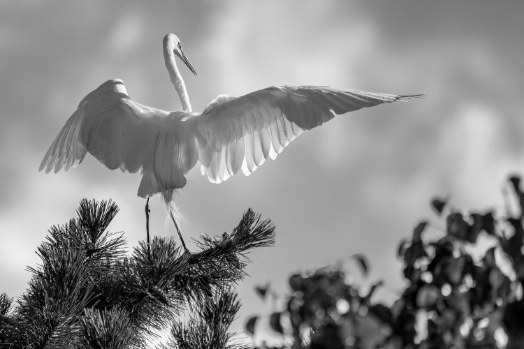 Great Egret, St. Louis City