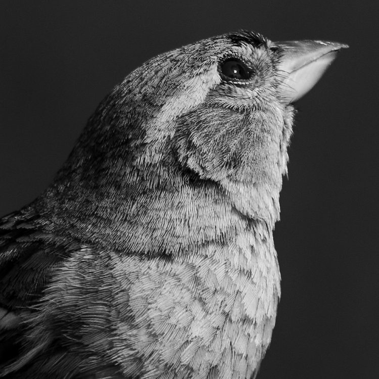 House Finch, Smiley Feeders