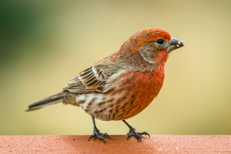 House Finch, Smiley Feeders