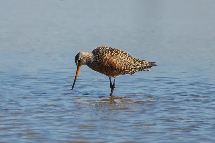 Hudsonian Godwit, St. Charles County