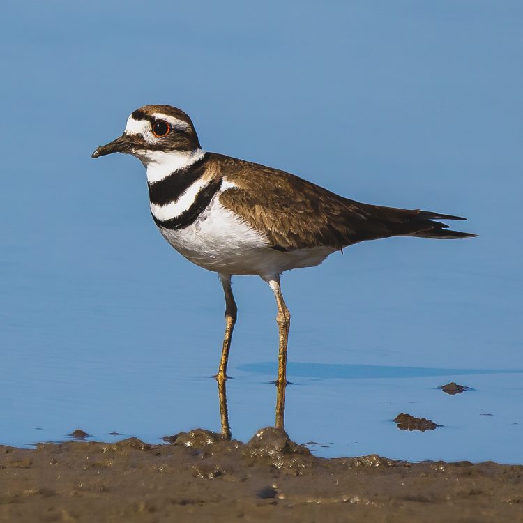 Killdeer, St. Charles County