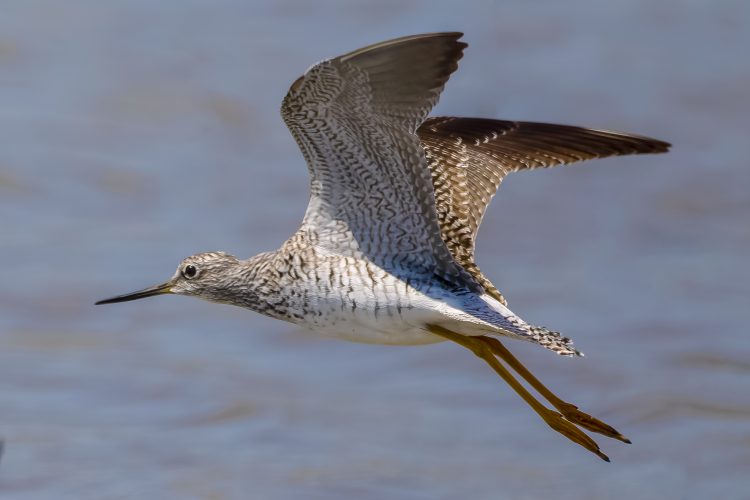 Lesser Yellowlegs, Columbia Bottom CA