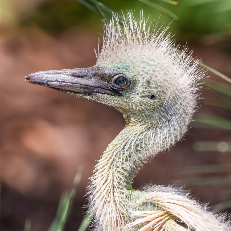 Little Blue Heron, St. Louis City