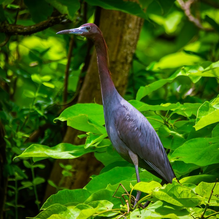 Little Blue Heron, St. Louis City