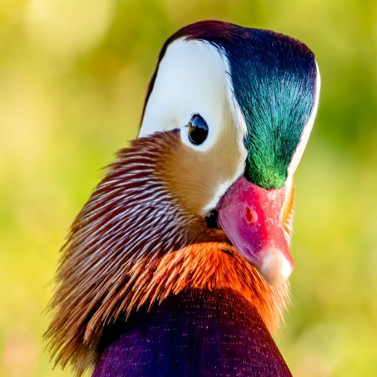 Mandarin Duck, St. Ferdinand Park