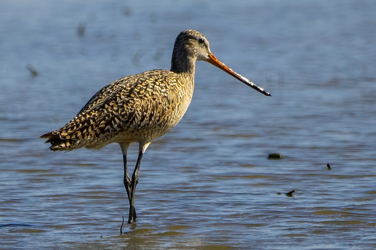 Marbled Godwit, St. Charles County