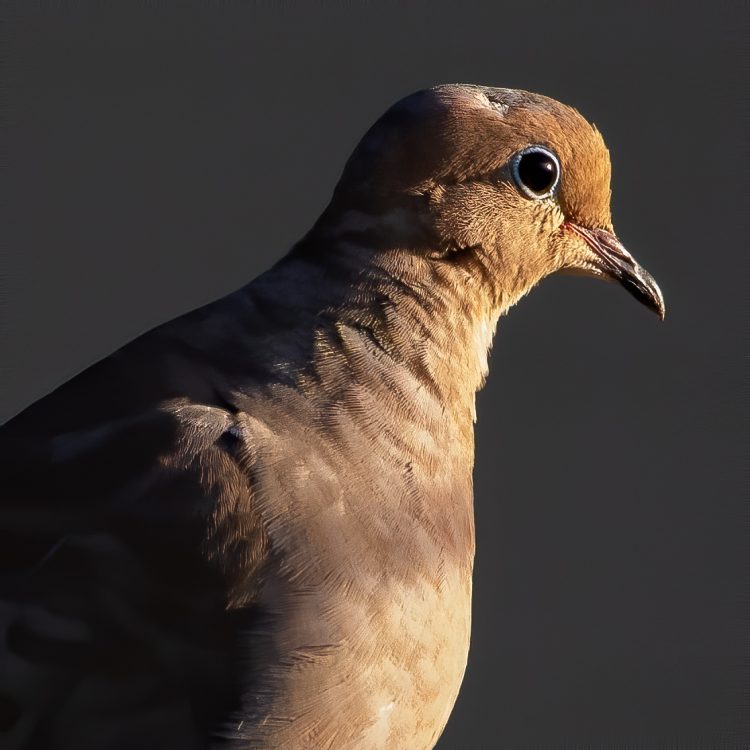 Mourning Dove, Smiley Feeders