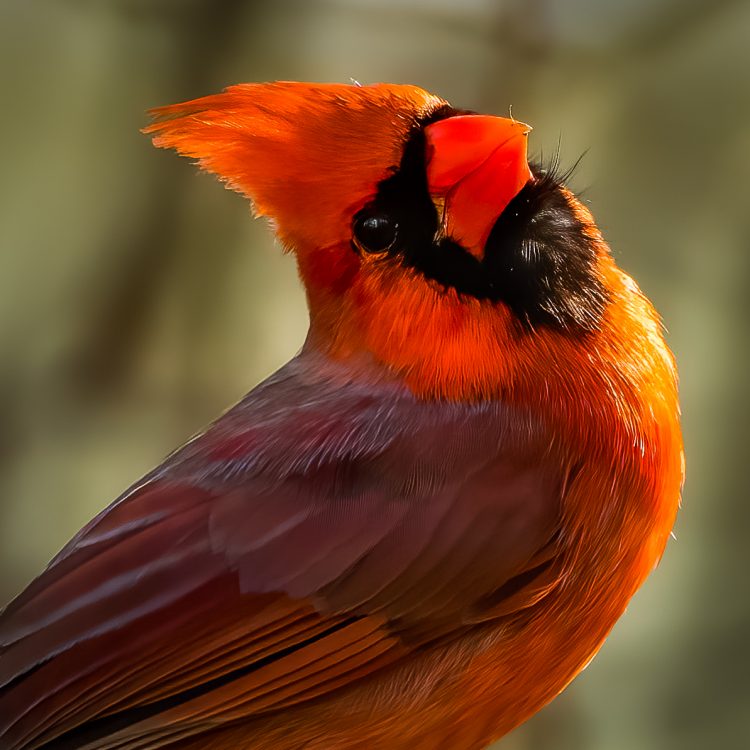 Northern Cardinal, Smiley Feeders