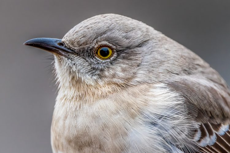 Northern Mockingbird, Smiley Feeders