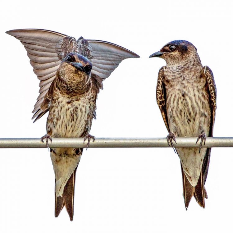 Purple Martins, Creve Coeur Lake