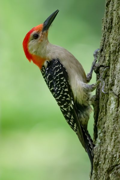 Red-bellied Woodpecker, Tower Grove Park