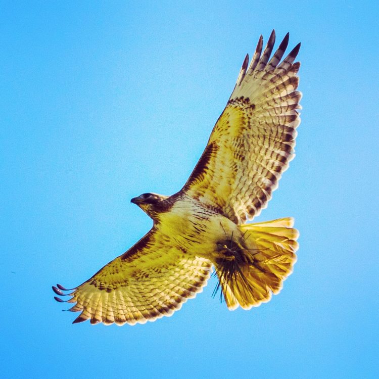 Red-tailed Hawk, Carondelet Park