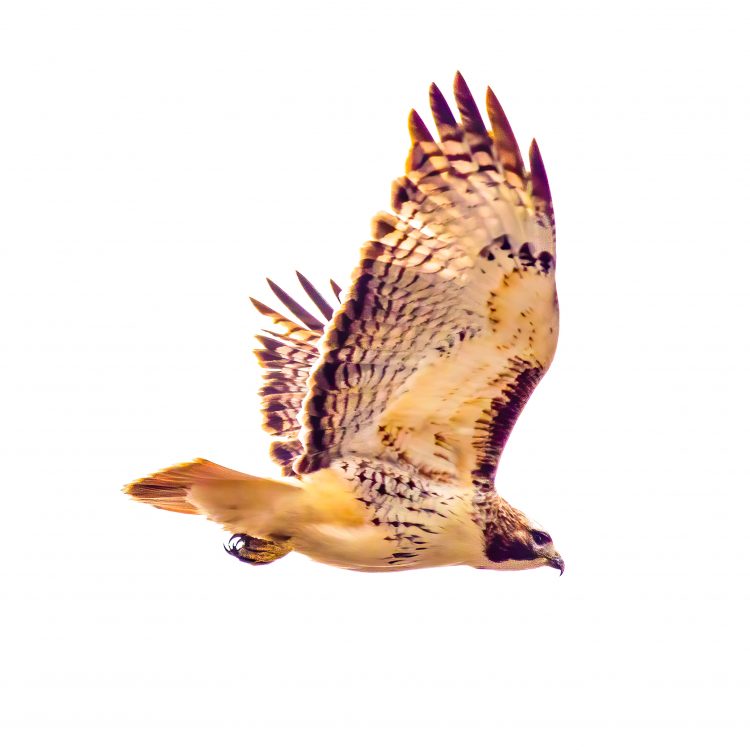 Red-tailed Hawk, St. Charles County