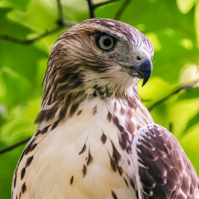 Red-tailed Hawk, Tower Grove Park