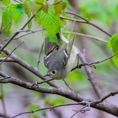 Ruby-crowned Kinglet, Tower Grove Park