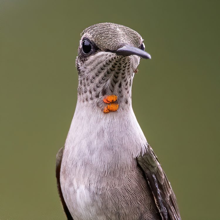 Ruby-throated Hummingbird, Smiley Feeders