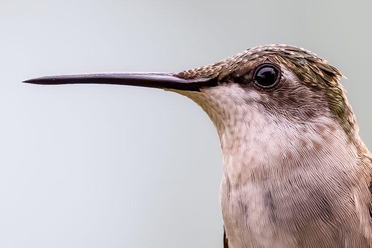 Ruby-throated Hummingbird, Smiley Feeders