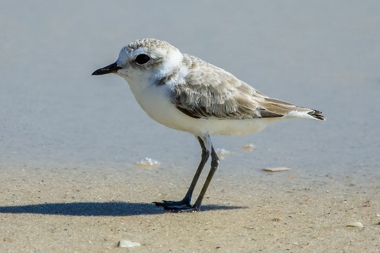 Snowy Plover, Orange Beach, AL