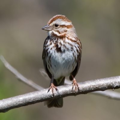 Song Sparrow, Blue Grosbeak Trail