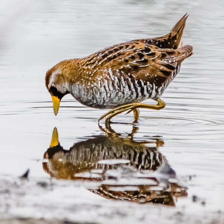 Sora, Little Creve Coeur Marsh