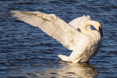 Trumpeter Swan, Riverlands
