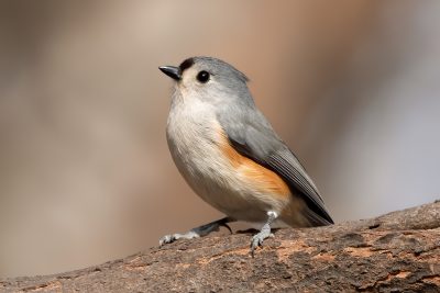 Tufted Titmouse, Powder Valley