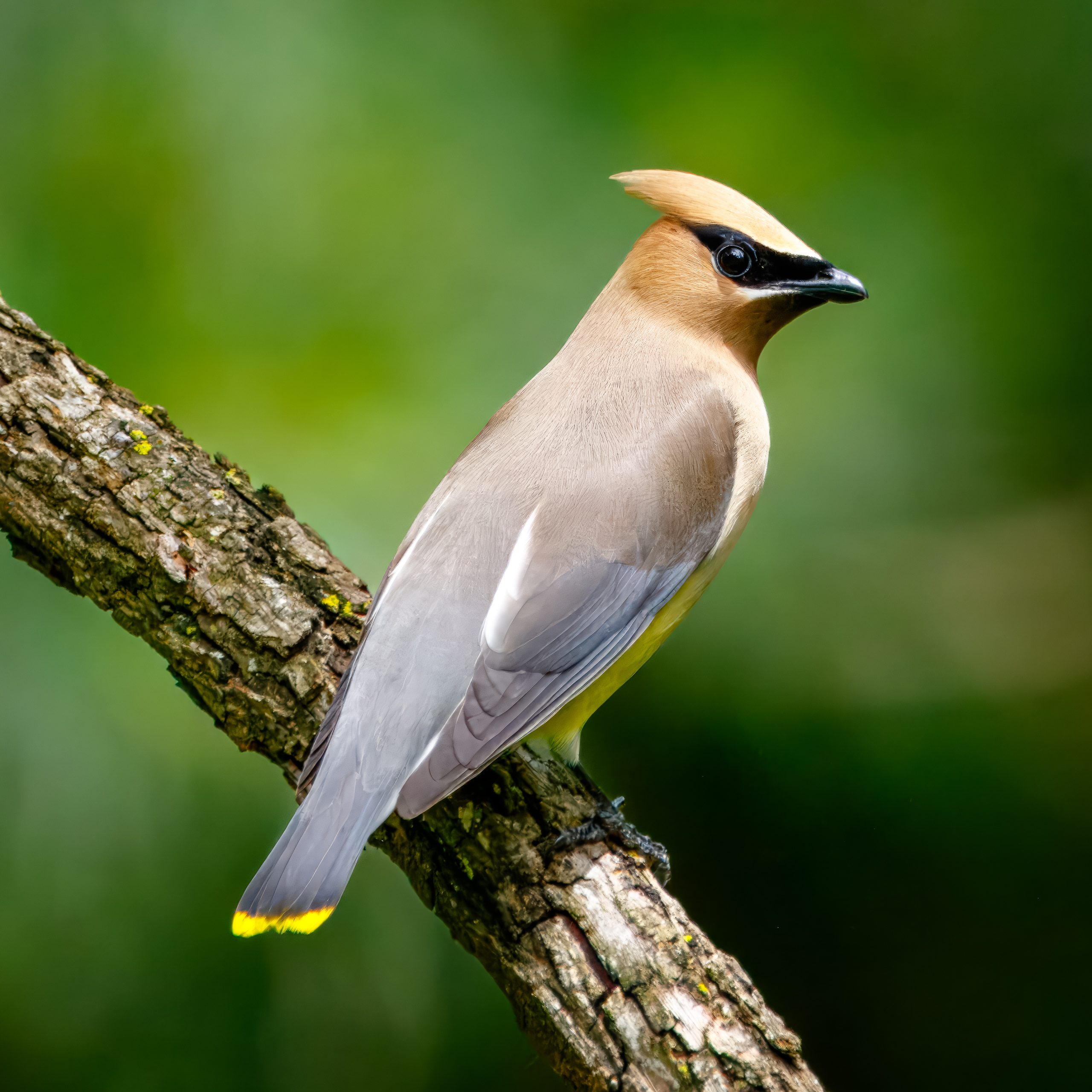 Cedar Waxwing